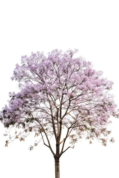 Paulownia